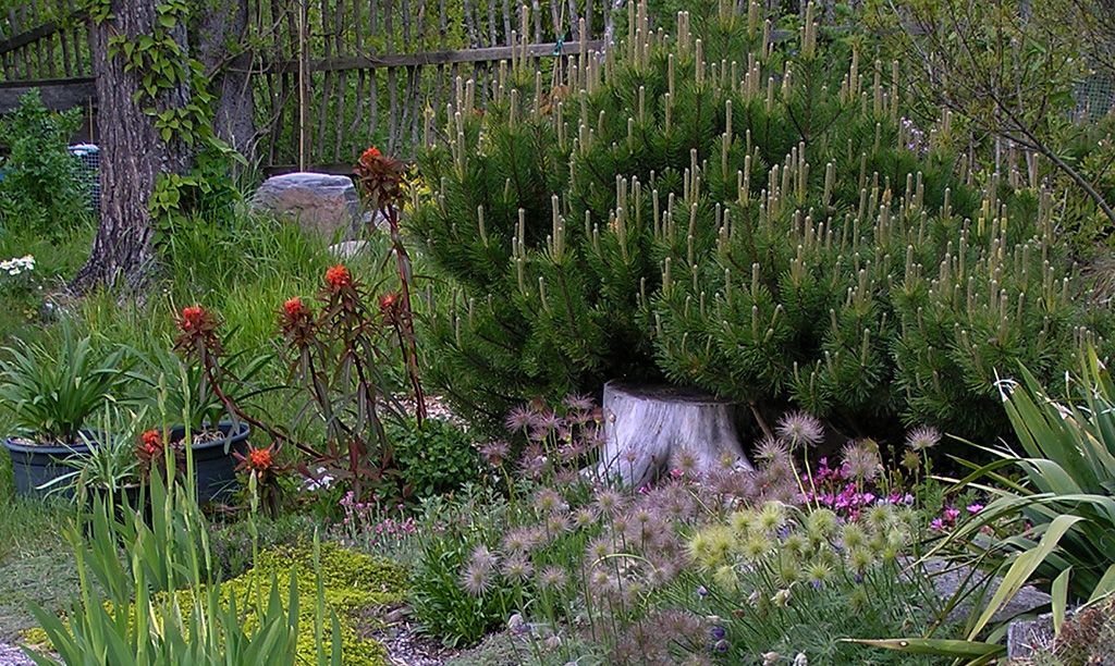 pinus mugho