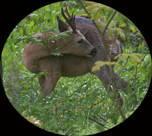 rawdeer