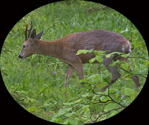 rawdeer