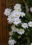 Guernsey Cream