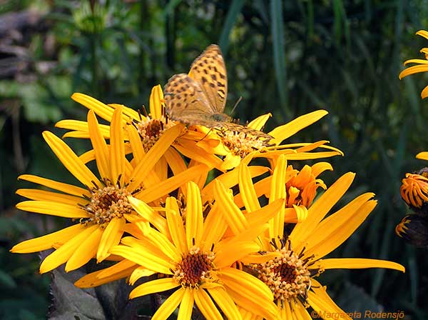 Ligularia