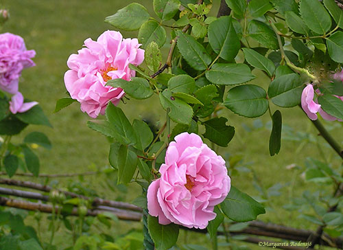 Gerberose