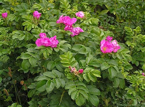 rugosa